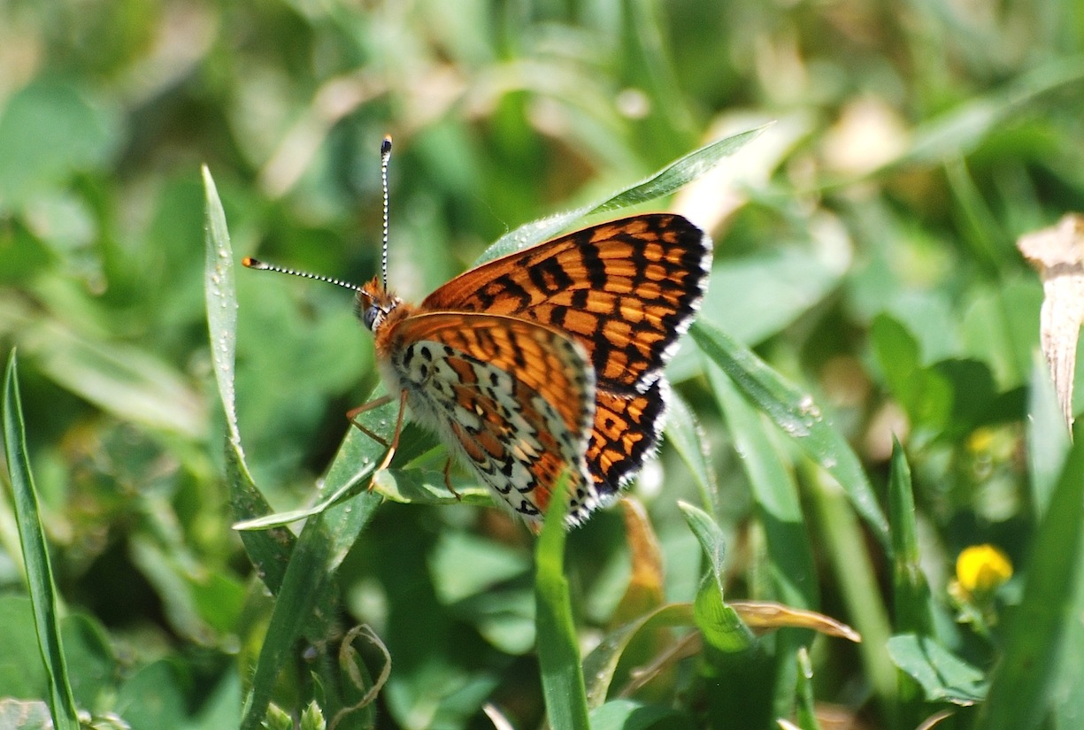 Melitaea ?